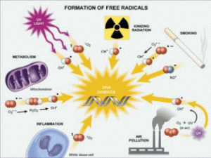 Gốc tự do và các chất chống oxy hóa - những điều cần biết