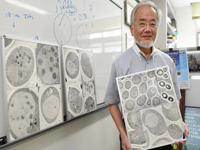 Nobel Y học vinh danh cơ chế tự thực của tế bào